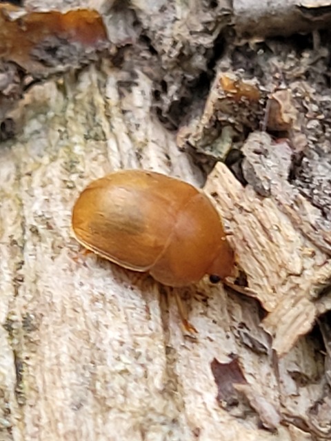 Cychramus luteus - sárga fénybogár Cychramus luteus - sárga fénybogár