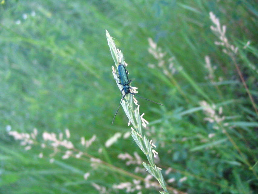 Agapanthia violacea - kék somkórócincér