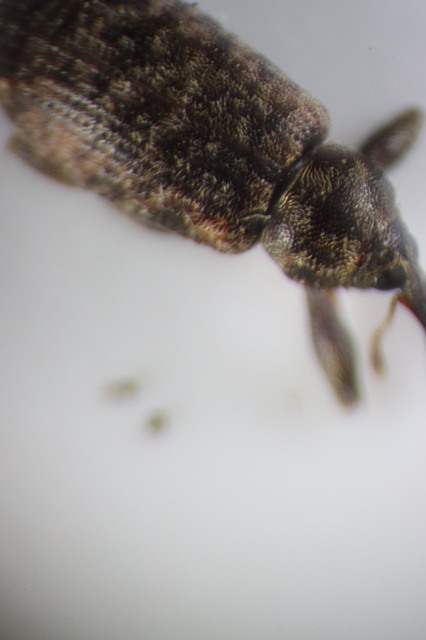 Dorytomus
