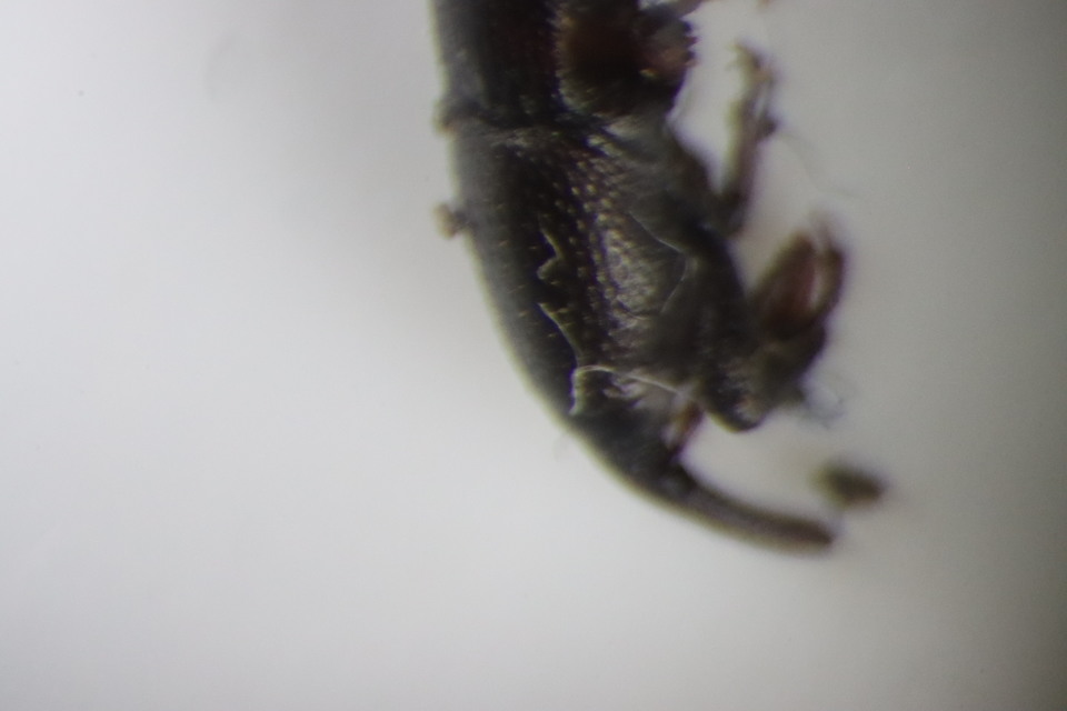 Sitophilus