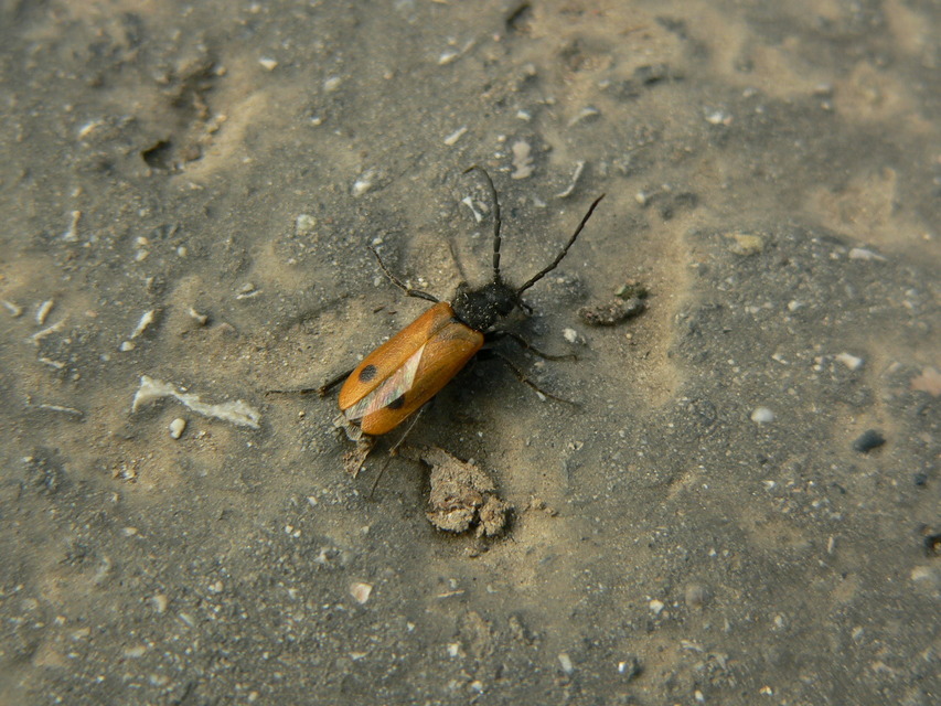 Apalus bimaculatus - kétfoltos élősdibogár