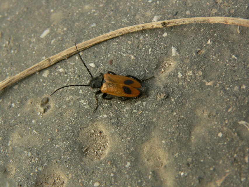 Apalus bimaculatus - kétfoltos élősdibogár