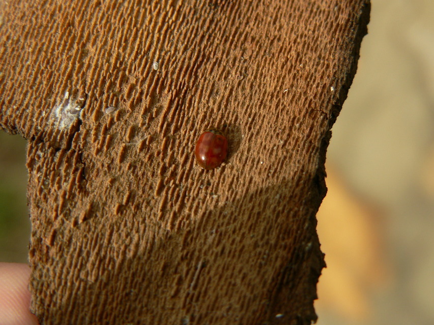 Harmonia quadripunctata - négypettyes katica