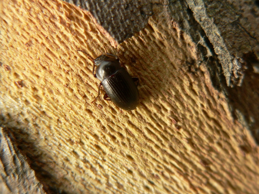 Nalassus dermestoides - rövidszárnyú gyászbogár