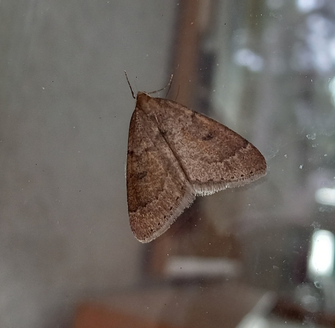 Theria rupicapraria - tavaszi kökényaraszoló