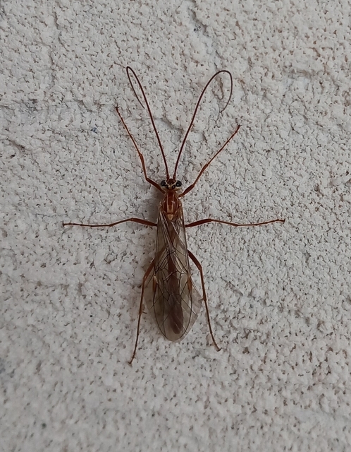 Ophion obscuratus