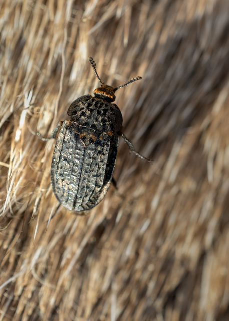 Thanatophilus rugosus - ripacsos dögbogár