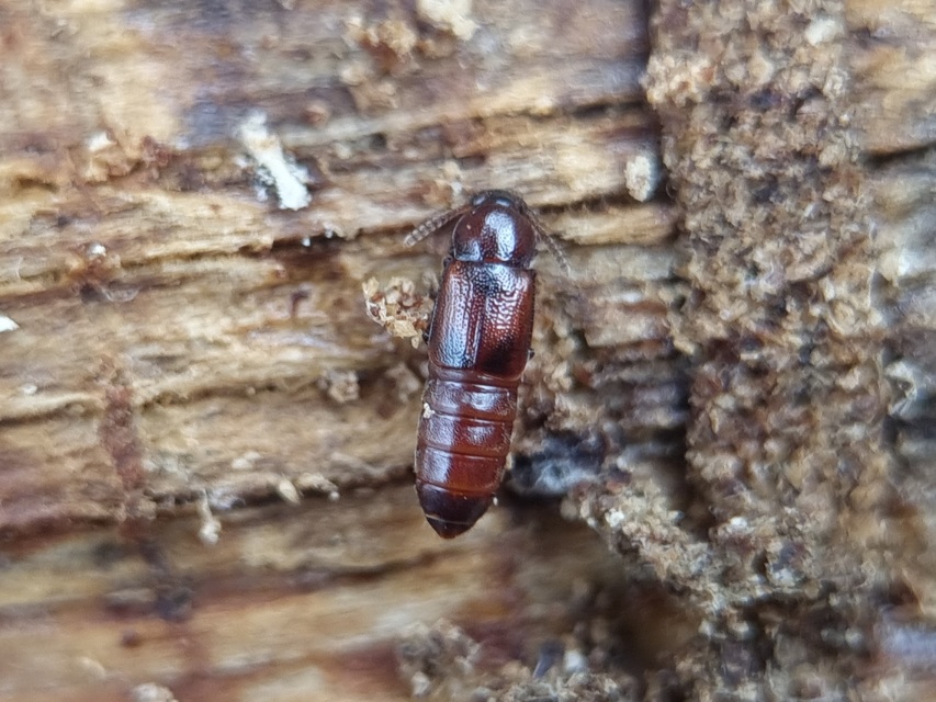 Dropephylla ioptera - fénylő barázdásholyva