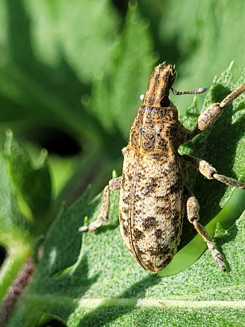Cyphocleonus dealbatus - márványos barkó