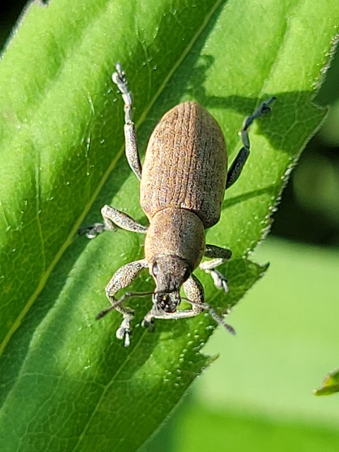 Tanymecus palliatus - közönséges hegyesfarúbarkó