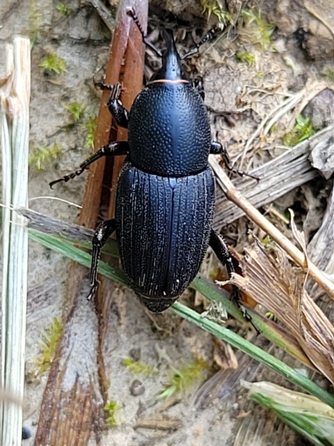 Sphenophorus