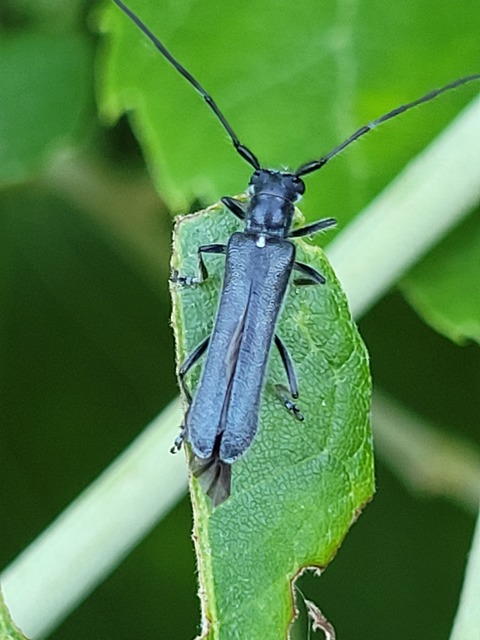 Stenostola ferrea - ólomszürke hársfacincér