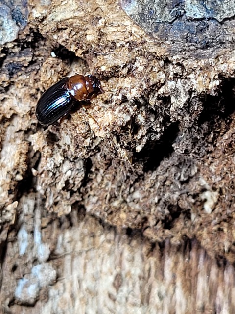 Neomida haemorrhoidalis