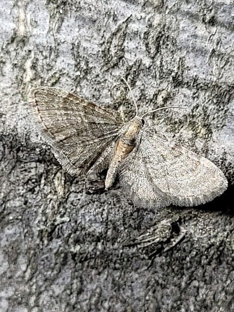 Eupithecia haworthiata - rozsdástestű törpearaszoló