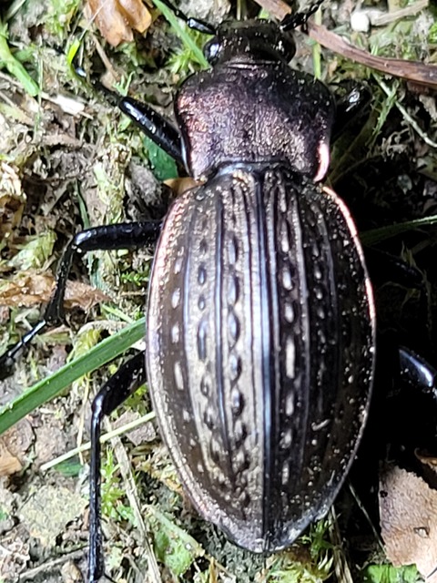 Carabus cancellatus - ragyás futrinka