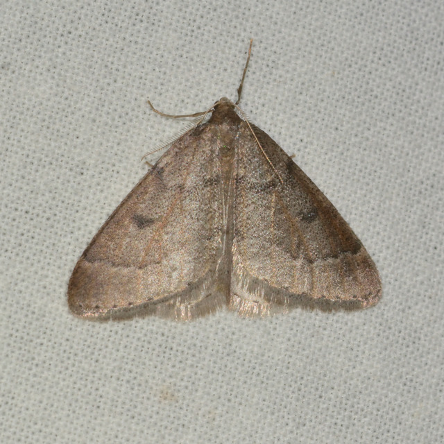 Theria rupicapraria - tavaszi kökényaraszoló