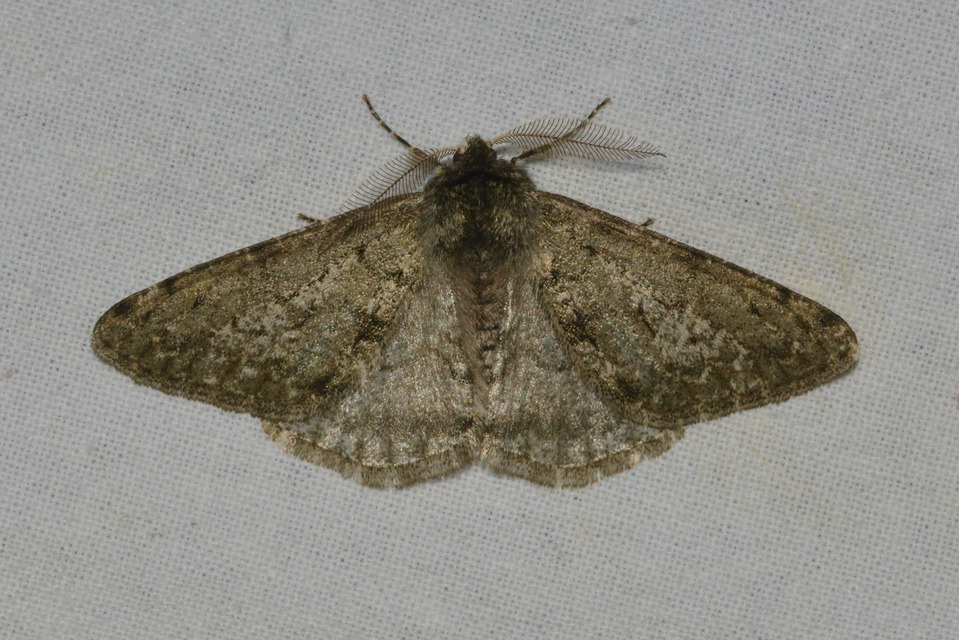 Apocheima pilosaria - zöldes tavasziaraszoló