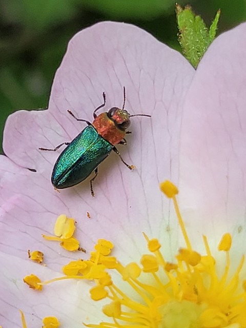 Anthaxia nitidula - ragyogó virágdíszbogár