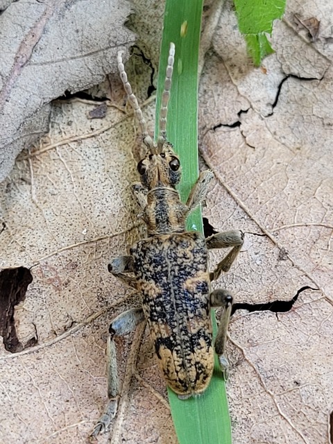 Rhagium sycophanta - tölgyes-tövisescincér