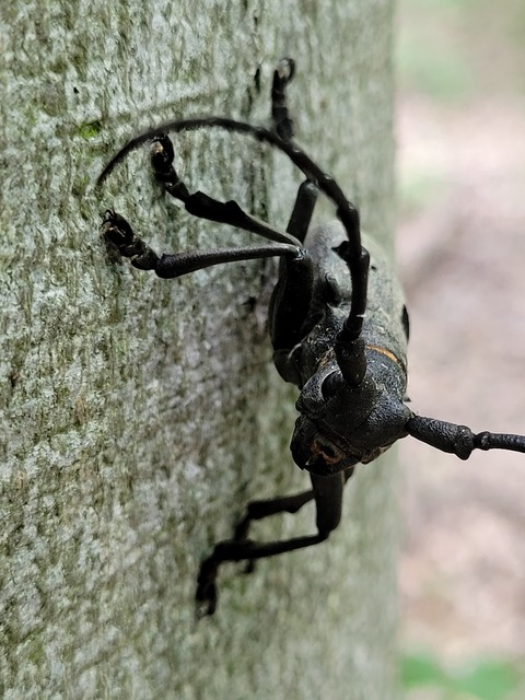 Morimus asper funereus - gyászcincér