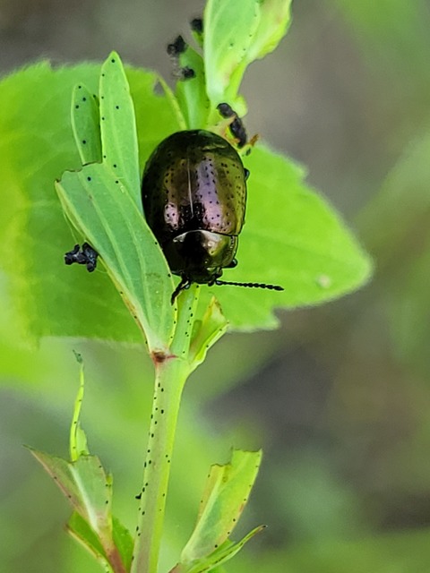 Chrysolina hyperici - zöld orbáncfűlevelész