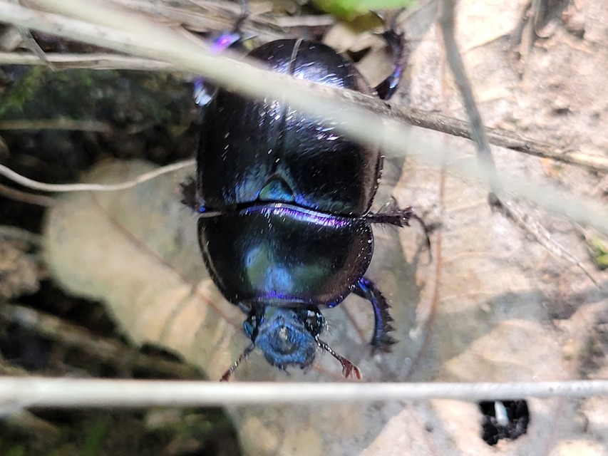 Anoplotrupes stercorosus - erdei álganéjtúró