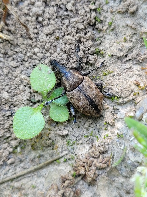 Lepyrus capucinus - pettyes fűzormányos