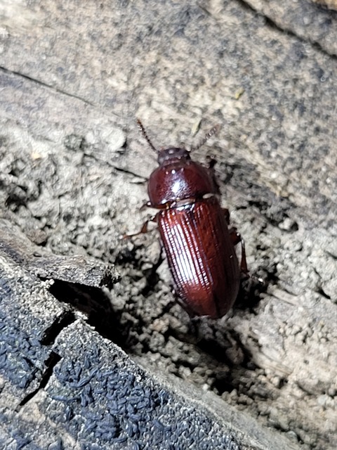 Uloma culinaris - nagy rágványbogár