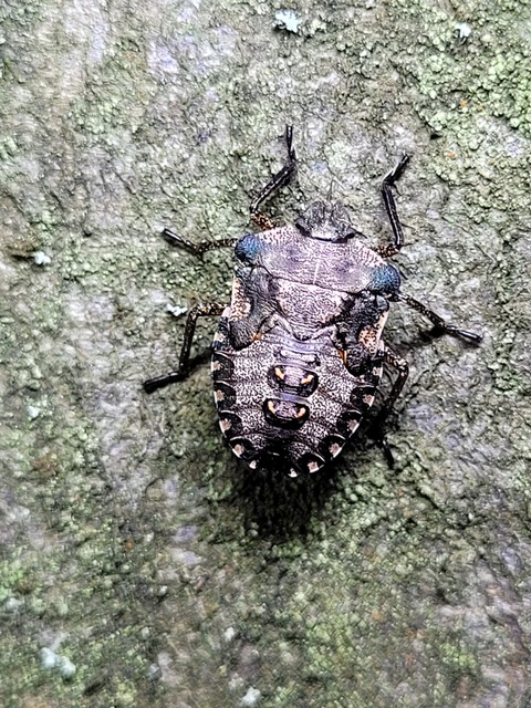 Pentatoma rufipes - vöröslábú címerespoloska Pentatoma rufipes - vöröslábú címerespoloska