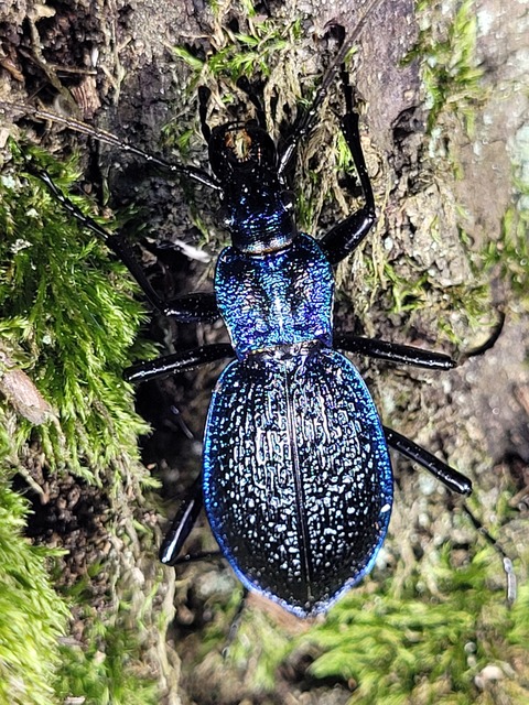 Carabus intricatus - kék laposfutrinka