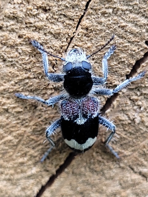 Clerus mutillarius - feketenyakú szúfarkas