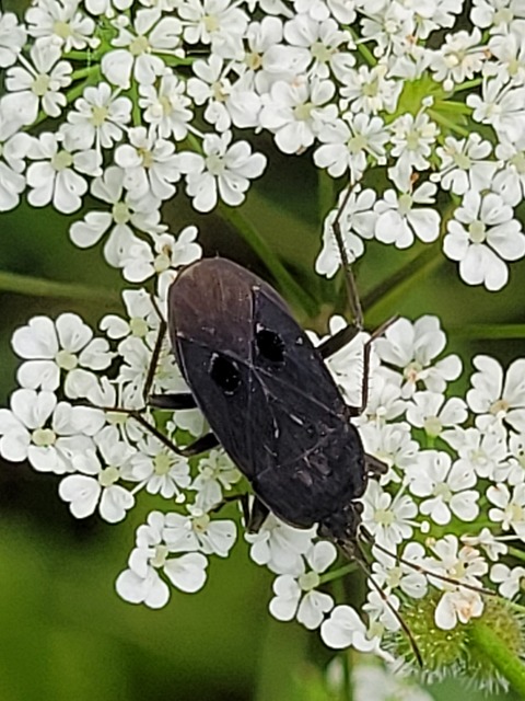 Graptopeltus validus