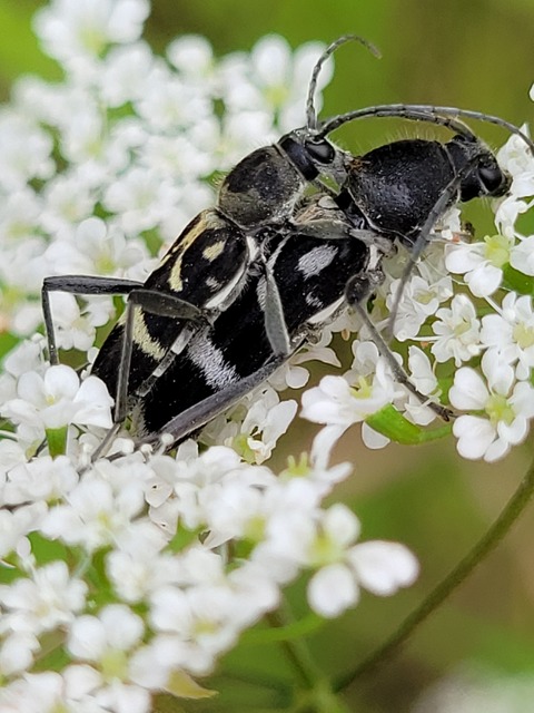 Chlorophorus figuratus - rajzos darázscincér