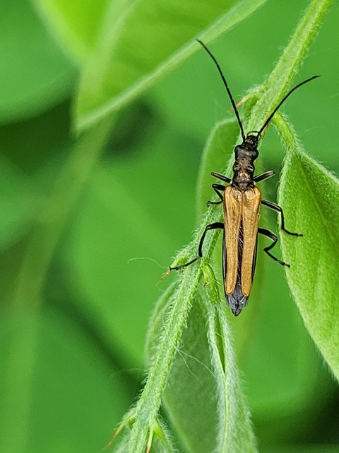 Oedemera femorata - sárgahátú álcincér