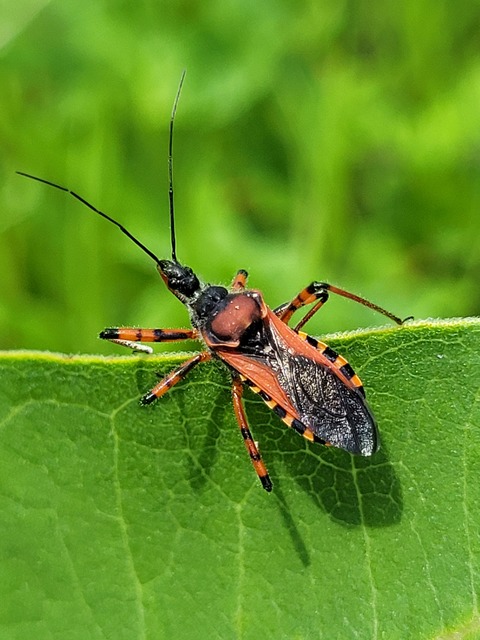 Rhynocoris iracundus - közönséges gyilkospoloska
