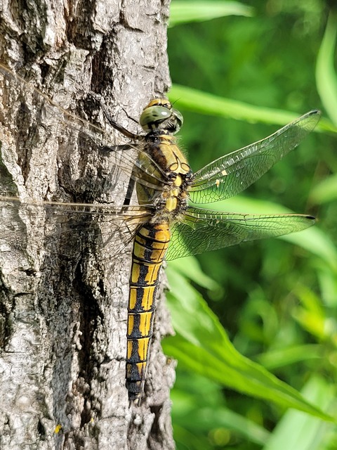 Orthetrum cancellatum - feketefarkú pásztorszitakötő