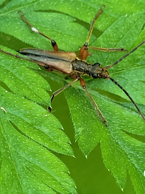 Stenocorus meridianus - fűz-gyökércincér