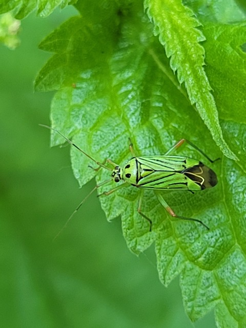 Mermitelocerus schmidtii
