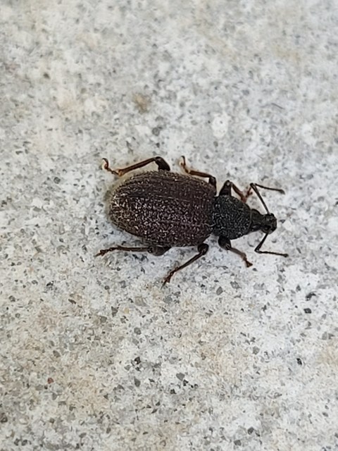 Otiorhynchus rugosostriatus - szamóca-gyalogormányos