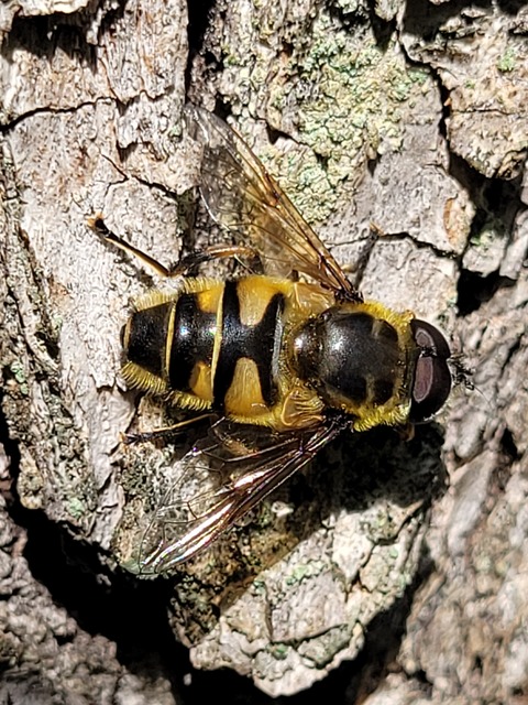 Myathropa florea - halálfejes odúlégy