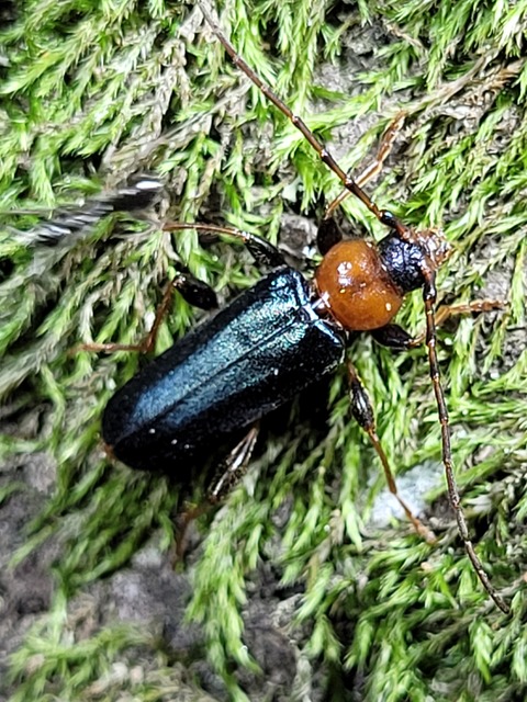 Phymatodes testaceus - változékony korongcincér Phymatodes testaceus - változékony korongcincér