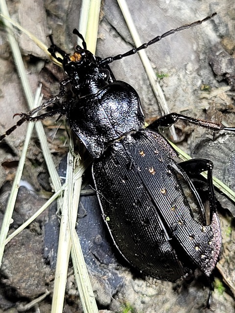 Carabus hortensis - aranypettyes futrinka