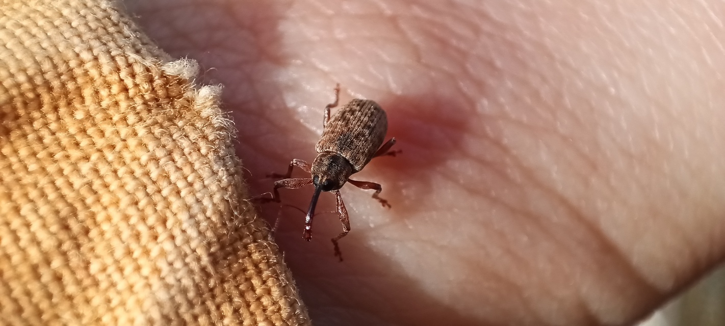 Dorytomus
