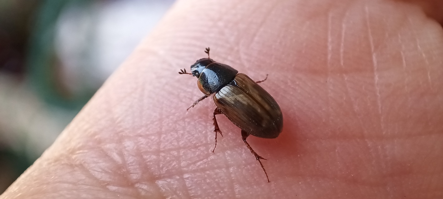 Aphodius prodromus - sárgalábú trágyabogár