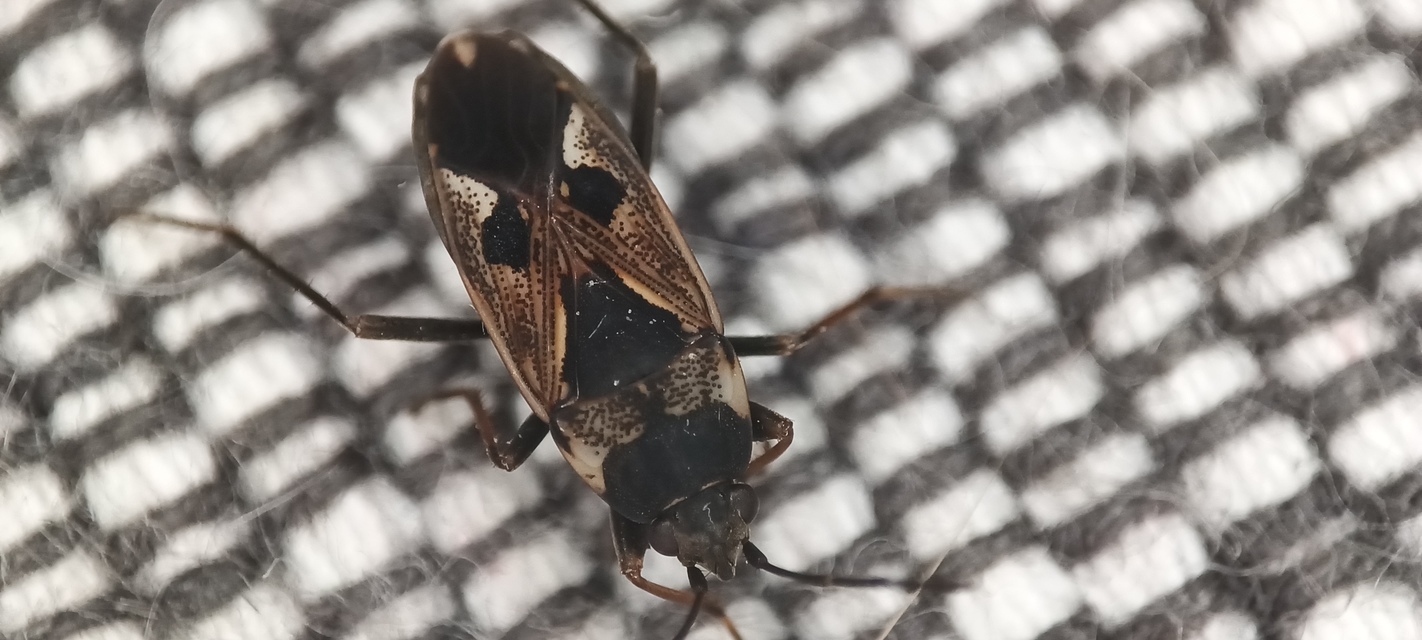 Rhyparochromus vulgaris - közönséges díszesbodobács