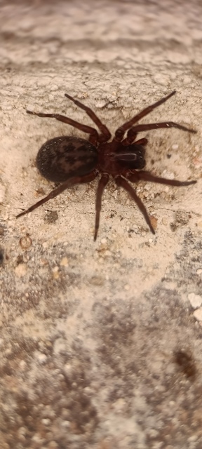 Amaurobius ferox - nagy eretnekpók