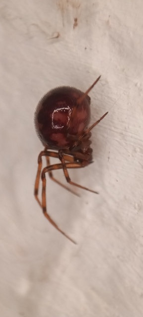 Steatoda