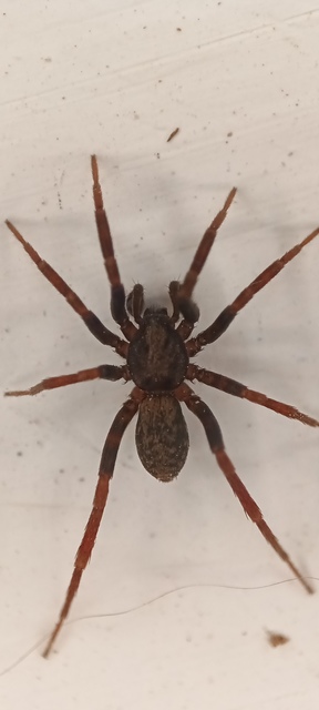 Agroeca cuprea