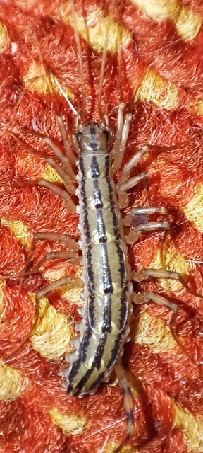 Scutigera coleoptrata - légyölő pókszázlábú