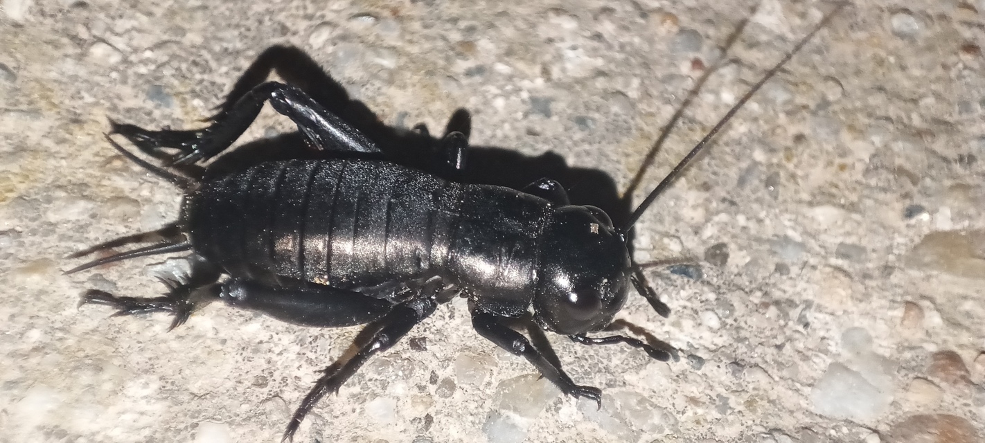 Gryllus campestris - mezei tücsök